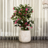 Moonscape Elegance Indoor Planters For Home - Big