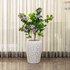 Whirlwind Flower Indoor Planters For Home - Big