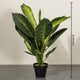 Tropical Leaf Delight Dieffenbachia  Artificial Plant