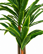 Evergreen Yemen Artificial Indoor Plant For Home ( 6.2 Feet ) (Natural Feel)