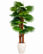 Paradise Palm Artificial Indoor Plant For Home ( 5.9 Feet ) (Natural Feel)