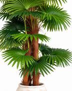 Paradise Palm Artificial Indoor Plant For Home ( 5.9 Feet ) (Natural Feel)