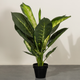 Tropical Leaf Delight Dieffenbachia  Artificial Plant