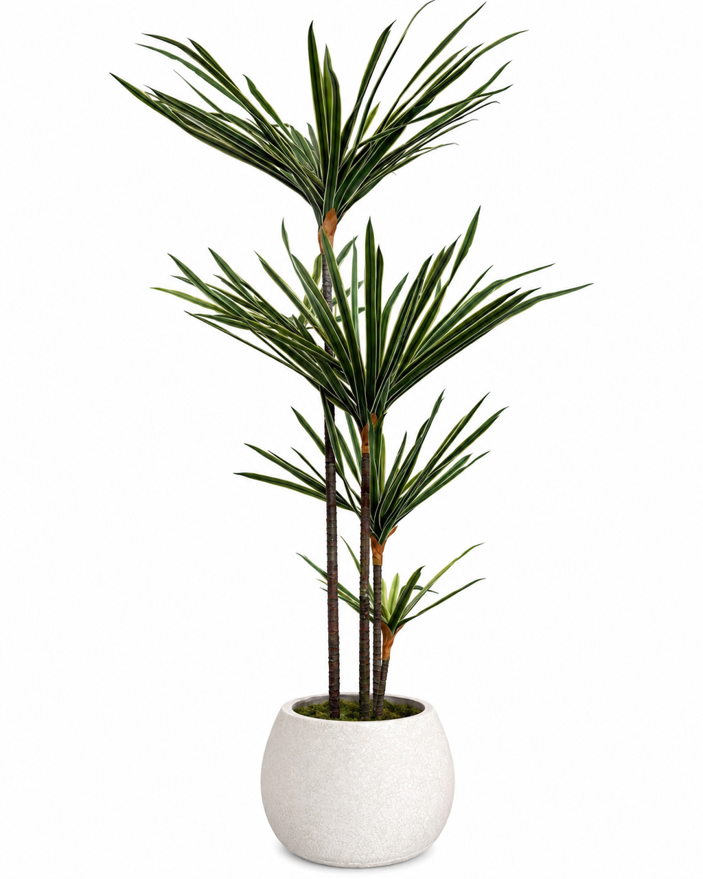 Sago Botanical Palm Artificial Indoor Plant For Home ( Natural feel )  ( 4.0 Feet )