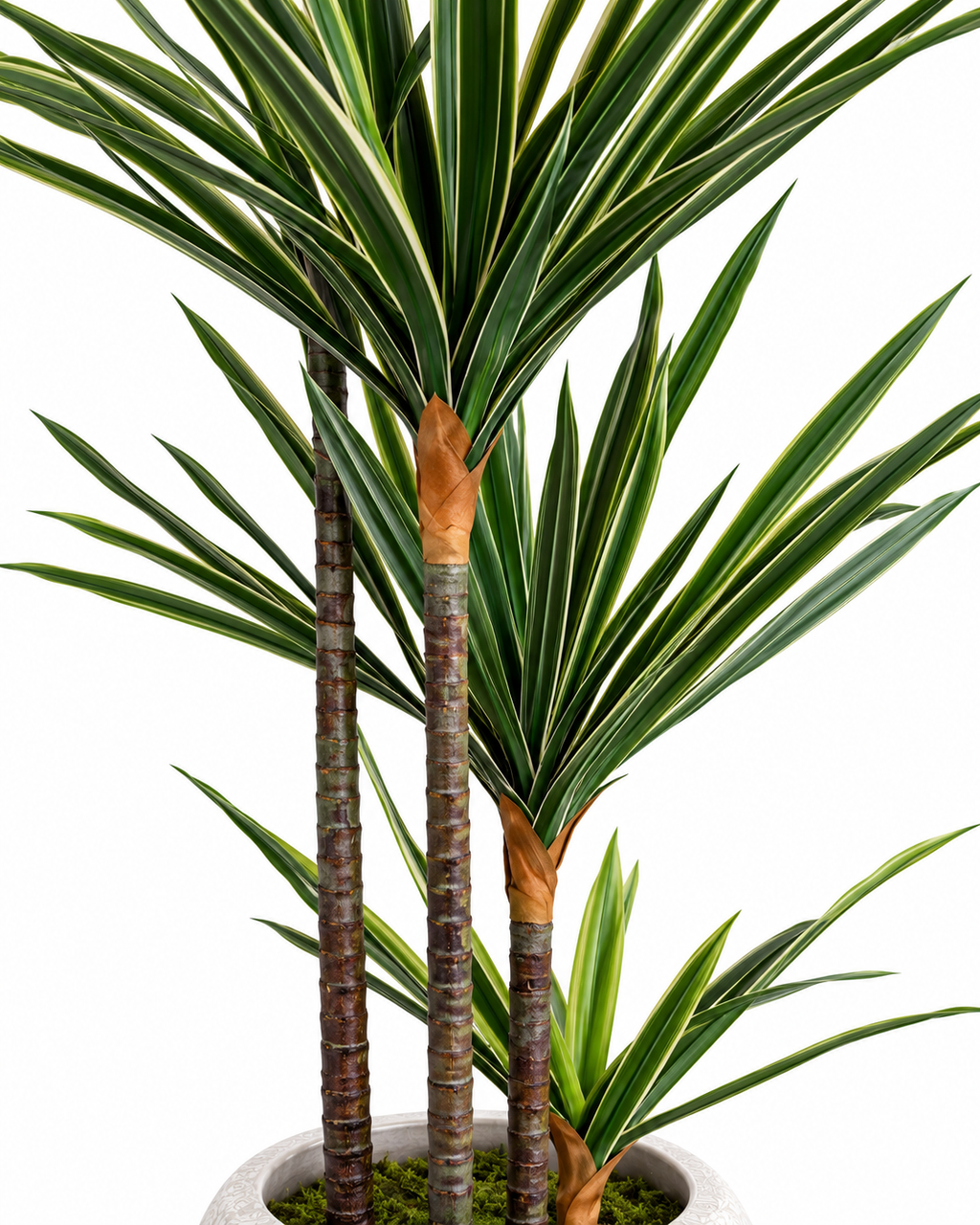 Sago Botanical Palm Artificial Indoor Plant For Home ( Natural feel )  ( 4.0 Feet )