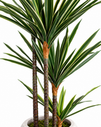Sago Botanical Palm Artificial Indoor Plant For Home ( Natural feel )  ( 4.0 Feet )