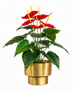 Flamingo Anthurium Artificial Indoor Plant For Home ( 1.5 Feet ) (Natural Feel)