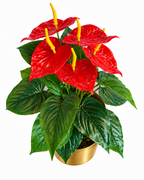 Flamingo Anthurium Artificial Indoor Plant For Home ( 1.5 Feet ) (Natural Feel)