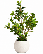 Dappled Daphne Artificial Indoor Plant For Home ( Natural feel )  ( 2.9 Feet )