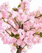 Cherry Blossom Bonsai Artificial Indoor Plant For Home ( Natural feel )  ( 2.1 Feet )