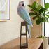 Pastel Parrot Decorative showpiece & Items for Room Decoration (N)