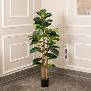 Elegant Green Fiddle Leaf Fig Artificial plant - (5.8 Feet)