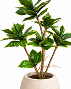 Dracaena Fragrans Artificial Indoor Plant For Home ( Natural feel )  ( 3 Feet )