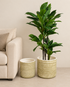 Verdant Weave Indoor Planters For Home