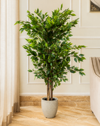 Banyan Elegance Artificial Indoor Plant For Home ( 5.25 Feet ) (Natural Feel)