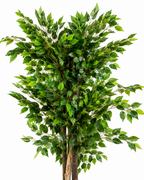 Banyan Elegance Artificial Indoor Plant For Home ( 5.25 Feet ) (Natural Feel)