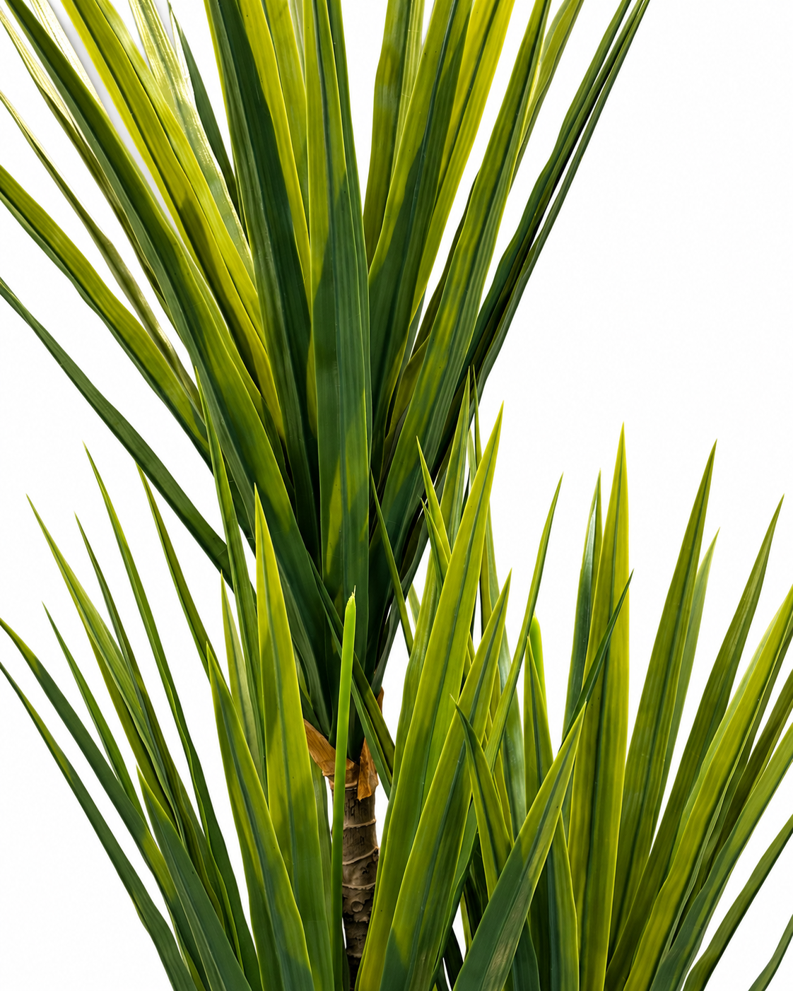 Cycad Royale Artificial Indoor Plant For Home ( 6.2 Feet ) (Natural Feel) - Big