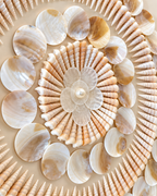 Shell Symphony Shadow Box Home Decoration Item