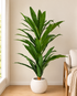 Paradise Cane Artificial Indoor Plant For Home ( 5.9 Feet ) (Natural Feel)