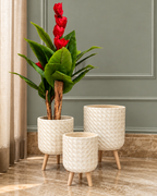Nature's Charm Indoor Planters For Home