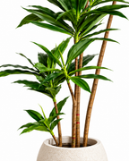 Paradise Dracaena Artificial Indoor Plant For Home ( 4.9 Feet ) (Natural Feel)
