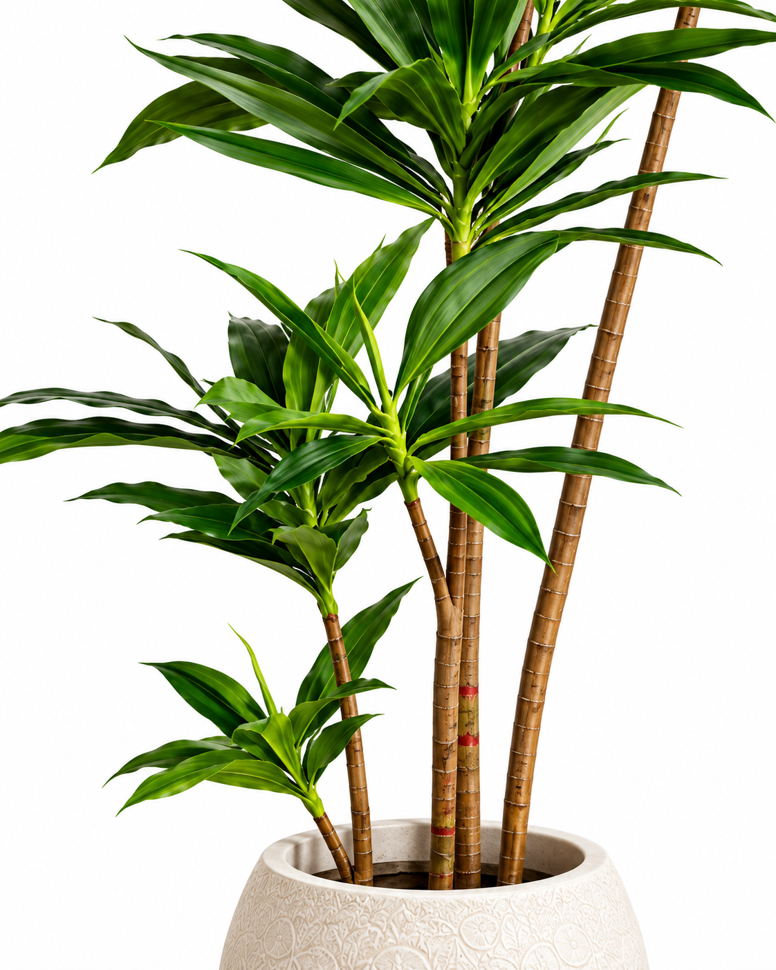 Paradise Dracaena Artificial Indoor Plant For Home ( 4.9 Feet ) (Natural Feel)