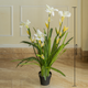 Snowy Iris Mirage Artificial Flower For Living Room - 3.5 Feet