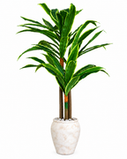 Evergreen Yemen Artificial Indoor Plant For Home ( 6.2 Feet ) (Natural Feel)
