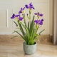 Purple Iris Twilight Artificial Flower For Living Room - 3.5 Feet