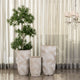 Leaf Tropicana Indoor Planters For Home - Set of 3