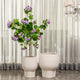 Cypress Echo Indoor Planters For Home - Set of 3