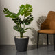 Ever Green Elegance Monstera Artificial Plant - 35.5 inches