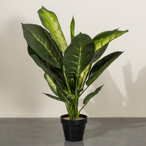 Tropical Leaf Delight Dieffenbachia  Artificial Plant