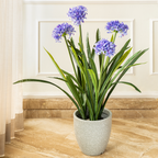 Elegant Lily of the Nile Artificial Plant (3.2 Feet) (Natural Feel)